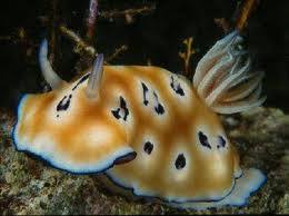 Mollusca HALILINTAR